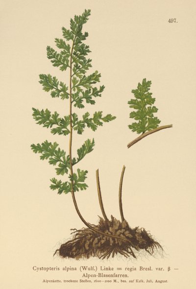 Alpine Bladder Fern by German School